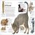 Cat Preview 2