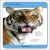 Our World in Pictures Animals of the World Flash Cards Preview 3