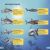 DK Super Readers Level 4 Shark: Apex Predator Preview 3