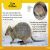 DK Super Readers Level 2 Quokkas Preview 3