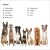 DK Super Readers Level 2 Amazing Dogs Preview 1