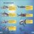 DK Super Readers Level 4 Shark: Apex Predator Preview 3