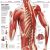 Knowledge Encyclopedia Human Body! Preview 2