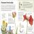 Flowers Preview 1