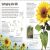 Flowers Preview 2