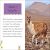 DK Readers Level 2: Llamas Preview 1