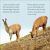 DK Readers Level 2: Llamas Preview 2