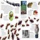 Animal Preview 1