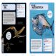 Sharks and Other Deadly Ocean Creatures Preview 2