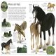Horse Preview 1