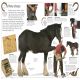 Horse Preview 3