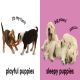 Baby Touch and Feel: Puppies Preview 2