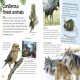 Woodland and Forest Preview 1