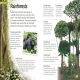 Woodland and Forest Preview 2