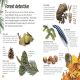 Woodland and Forest Preview 3