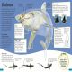 DKfindout! Sharks Preview 3