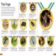 DKfindout! Bugs Preview 2