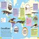 DKfindout! Reptiles and Amphibians Preview 2