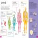 DKfindout! Human Body Preview 1