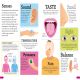 DKfindout! Human Body Preview 2