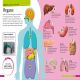 DKfindout! Human Body Preview 4