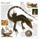 Reptile Preview 1