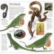 Reptile Preview 2