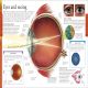 Human Body A Children's Encyclopedia Preview 3