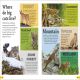 DKfindout! Big Cats Preview 1