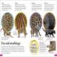 DKfindout! Big Cats Preview 2