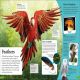 DKfindout! Birds Preview 1