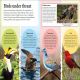 DKfindout! Birds Preview 3