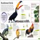 DKfindout! Birds Preview 4