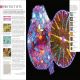 The Natural History Book Preview 2