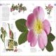 The Natural History Book Preview 3