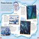 DKfindout! Oceans Preview 1