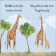 G is for Giraffe Preview 1