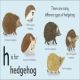 H is for Hedgehog Preview 1