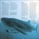 Sharks Preview 2