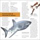 Sharks Preview 3