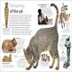 Cat Preview 2
