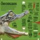 Our World in Numbers Animals Preview 3