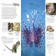 Fish Preview 3