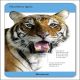 Our World in Pictures Animals of the World Flash Cards Preview 3