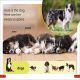 DK Super Readers Pre-Level Farm Animals Preview 2
