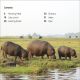 DK Super Readers Level 1 Animal Feeding Time Preview 1