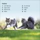 DK Super Readers Level 2 Cats and Kittens Preview 1