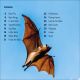 DK Super Readers Level 1 All About Bats Preview 1