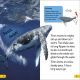 DK Super Readers Level 2 Journey of a Humpback Whale Preview 2