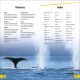 DK Super Readers Level 2 Journey of a Humpback Whale Preview 3